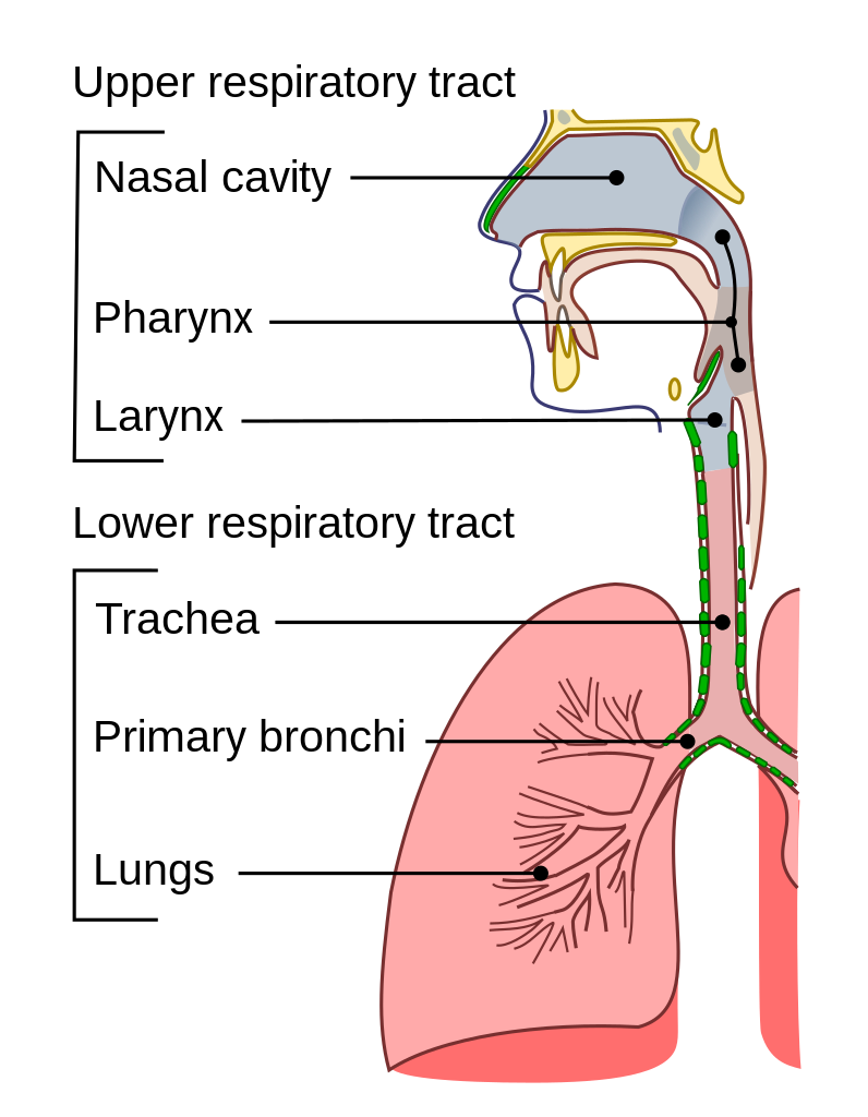 Respiratory tract