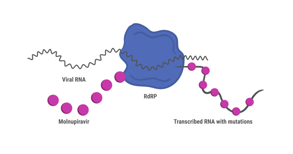 COVID-19 antivirals: How does molnupiravir work?