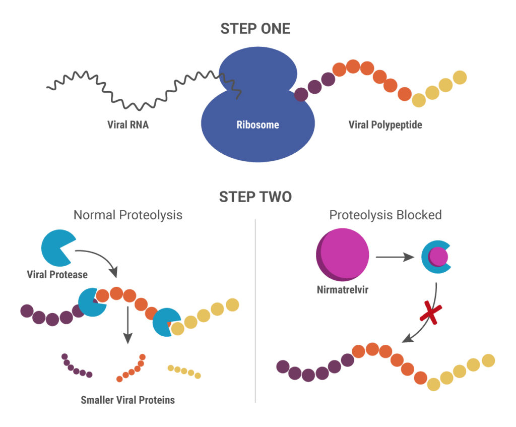 COVID-19 antivirals: How does nirmatrelvir work?