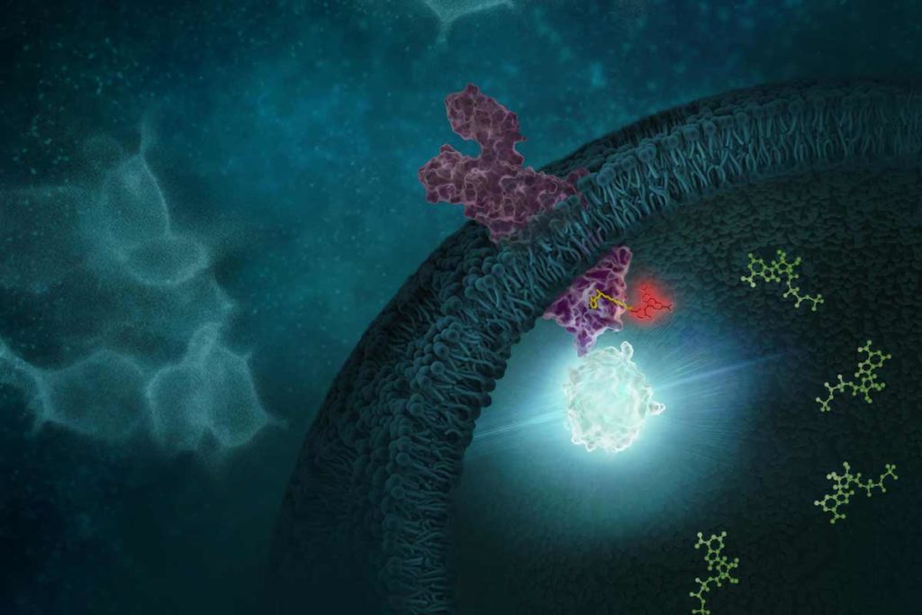 NanoBRET target engagement assay