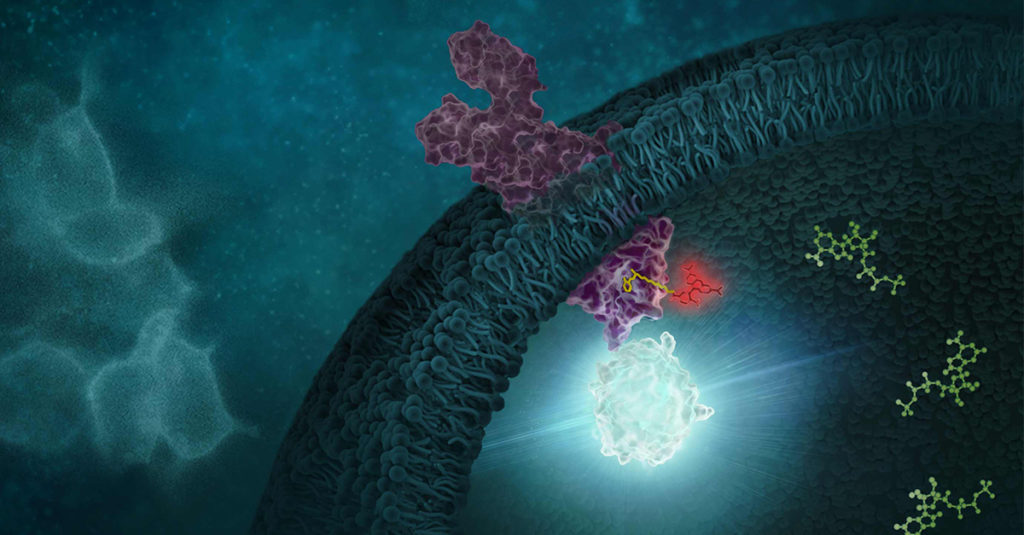 Live-cell target engagement assay using NanoBRET to measure small molecule binding to a target transmembrane protein.