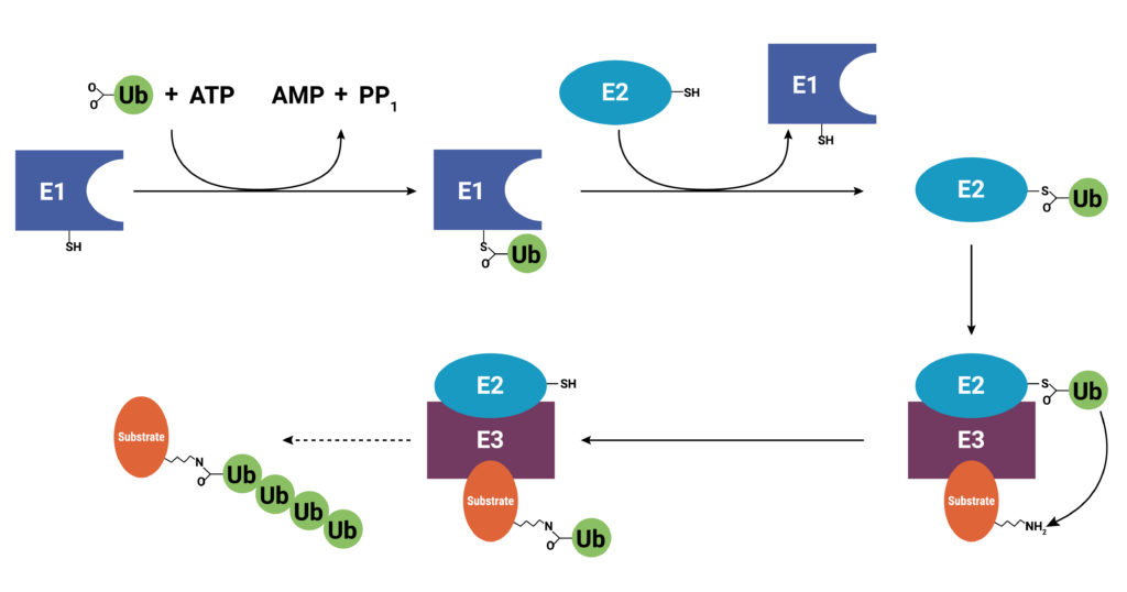 Diagram of ubiquitination of a protein. ThePROTAC ternary complex is formed the E2/E3 complex, PROTAC and target protein are bound simultaneously