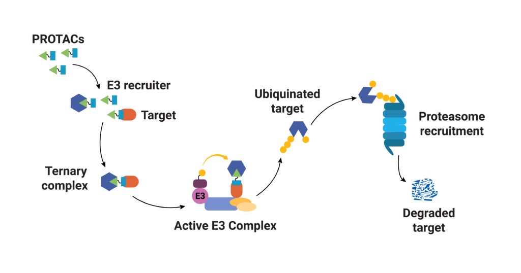 PROTAC would engage the target protein and E3 ligase component simultaneously to form a PROTAC ternary complex which leads to ubiquitination of the target protein and its degradation.