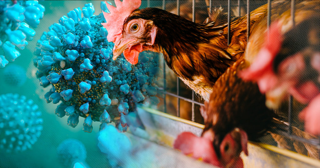 Avian Influenza H5N1 What You Should Know About the Current US