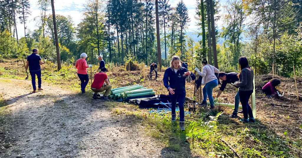 Promega Switzerland employees work on a forest restoration project. Small actions at the local level can lead to big victories in sustainability.