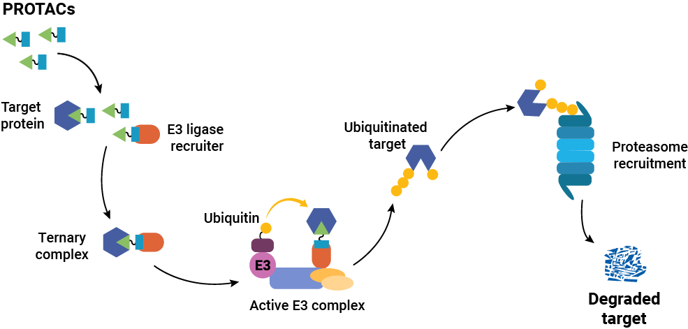 Mechanism of action of a PROTAC