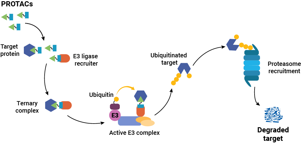 Mechanism of action of a PROTAC