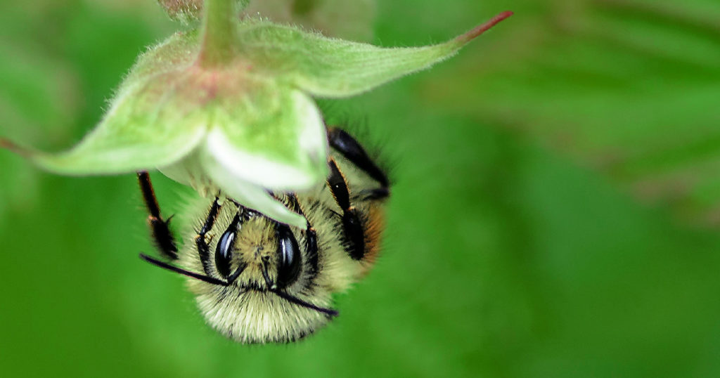 Pollinators A bee pollinating a wildflowers