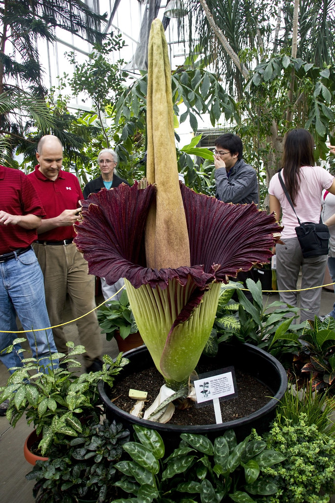 Corpse flower in bloom