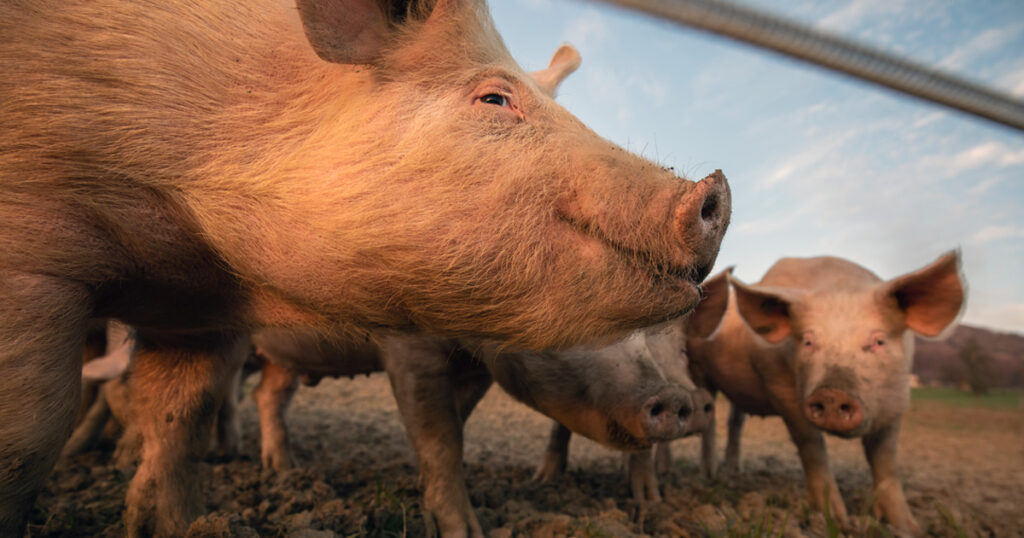 Domestic pigs on a farm. African Swine Fever can wreak havoc in domestic herds.