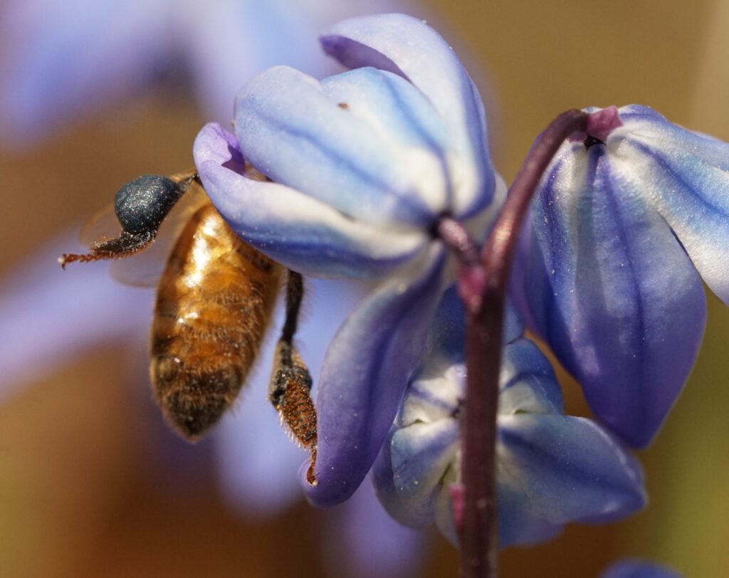 Flowers and a bee 