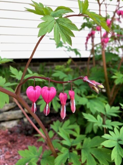 Bleeding Hearts - Dicentra spectabilis