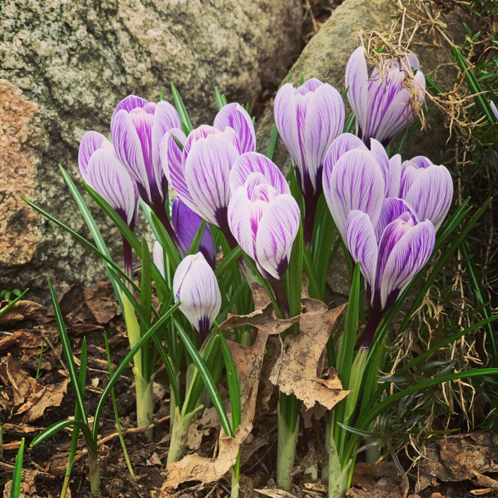 Flowers - Light purple