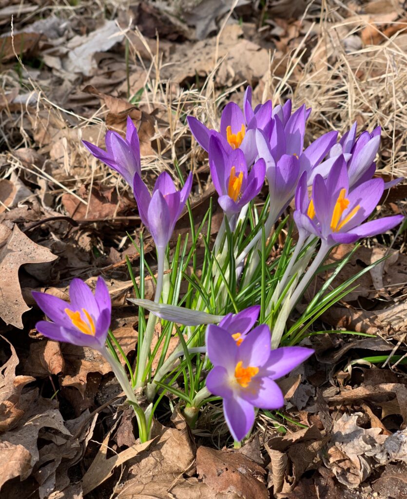 Flowers - Light purple