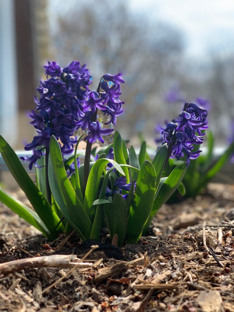 Flowers - Dark purple