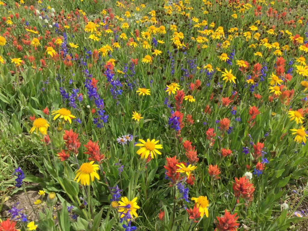 A field of flowers