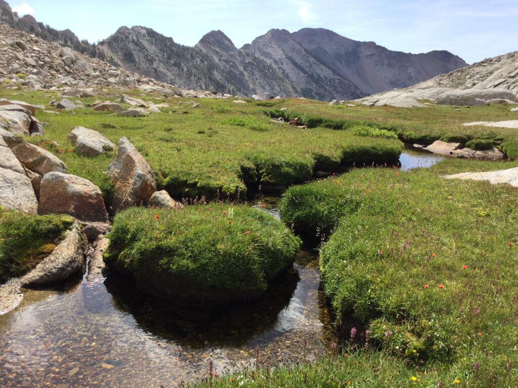 A stream of water through a mossy area