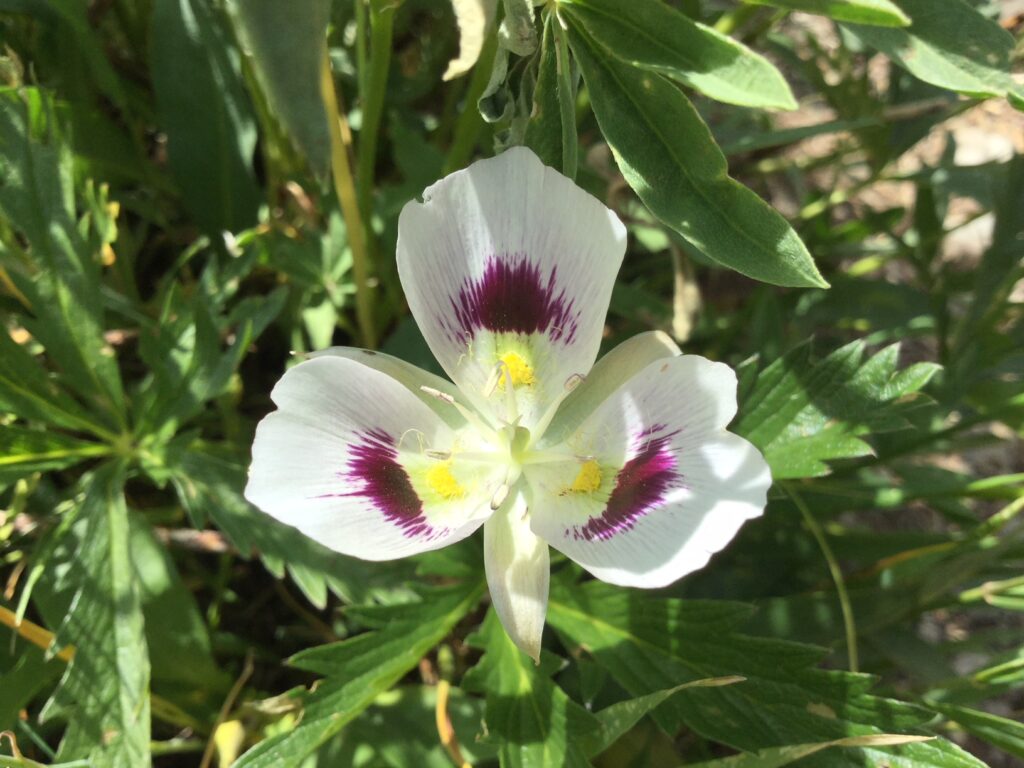 Flower - White and purple 