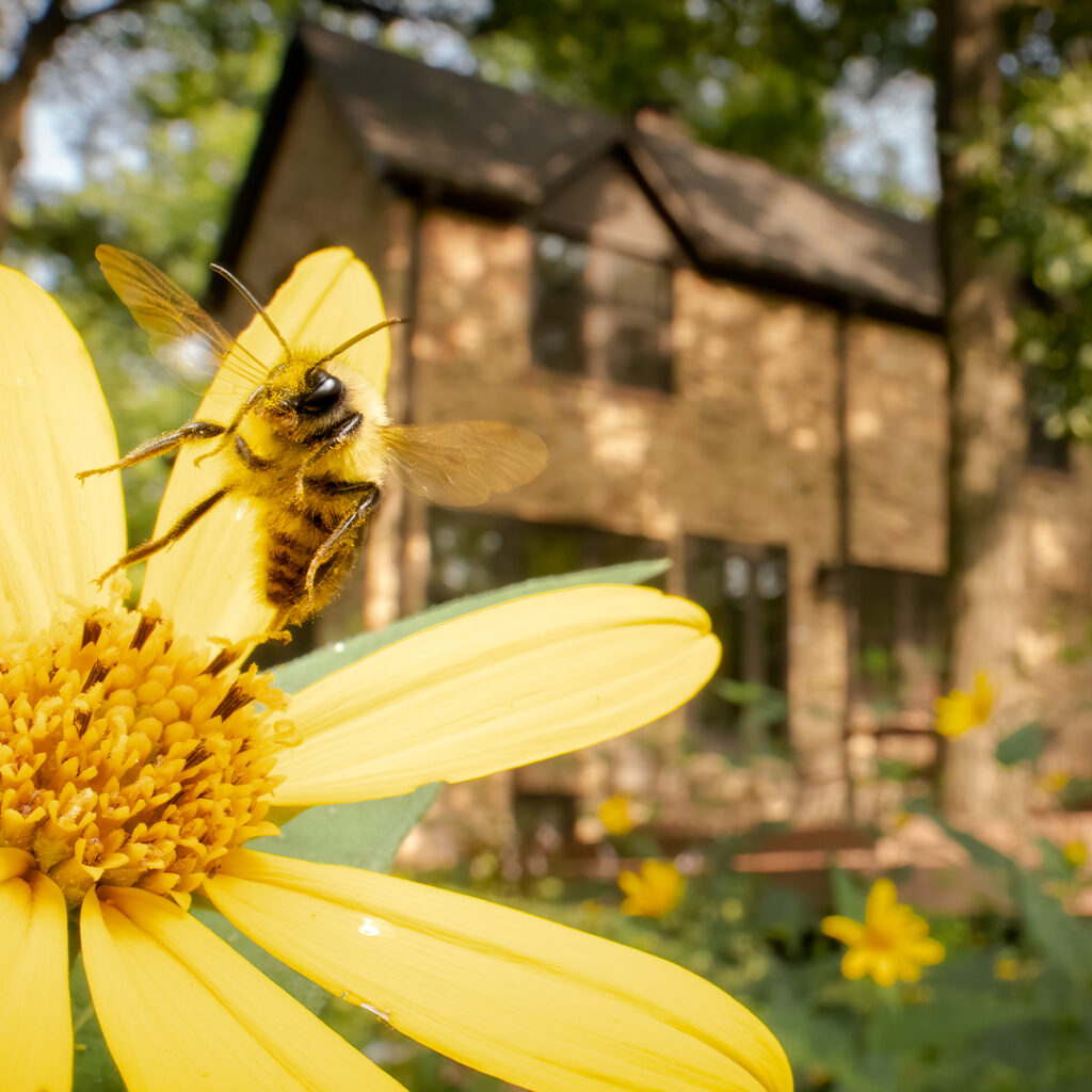 A bee landing on a yellow flower