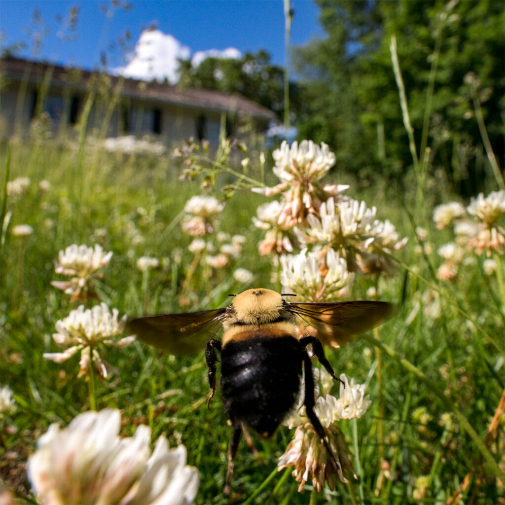 A bee flying through nature - flower patch