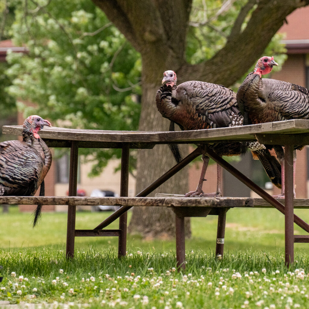 Three turkeys on a bench in nature 