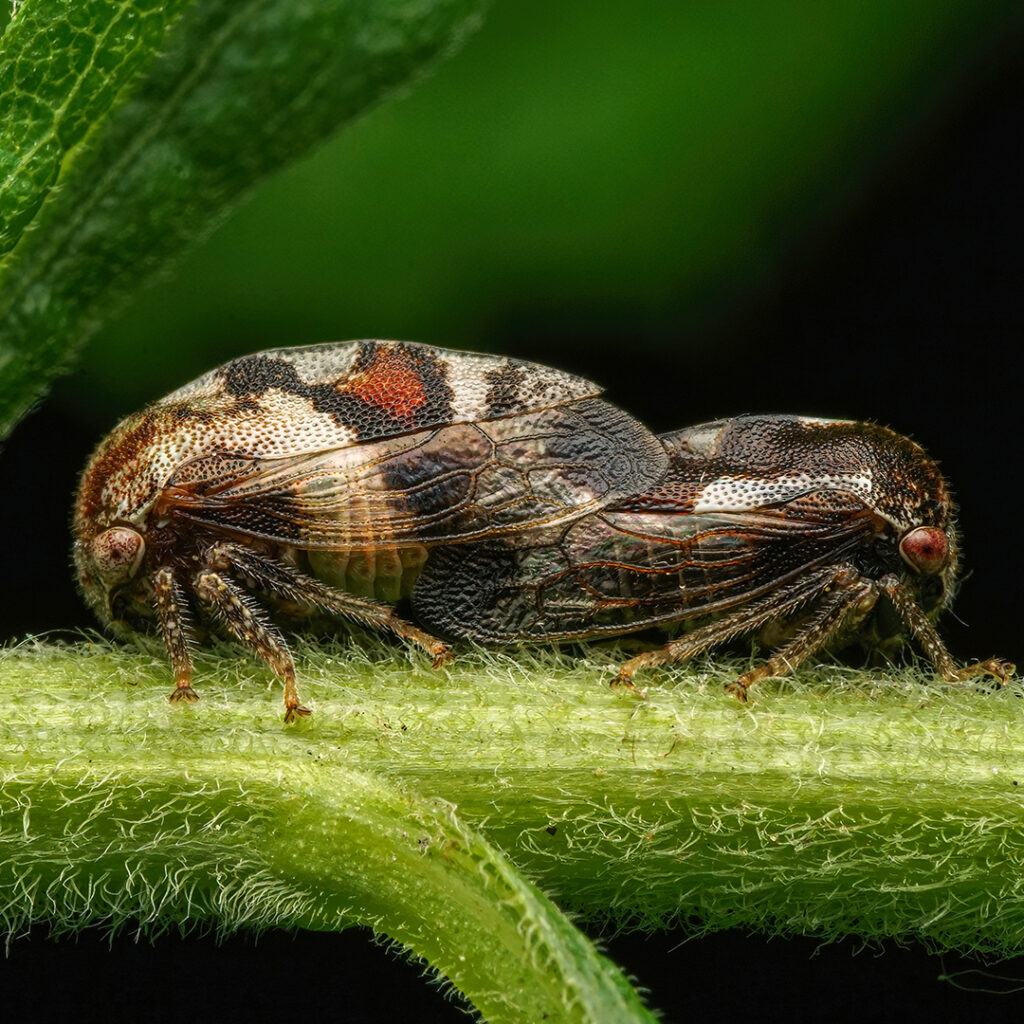 Nature Photography - two bugs 