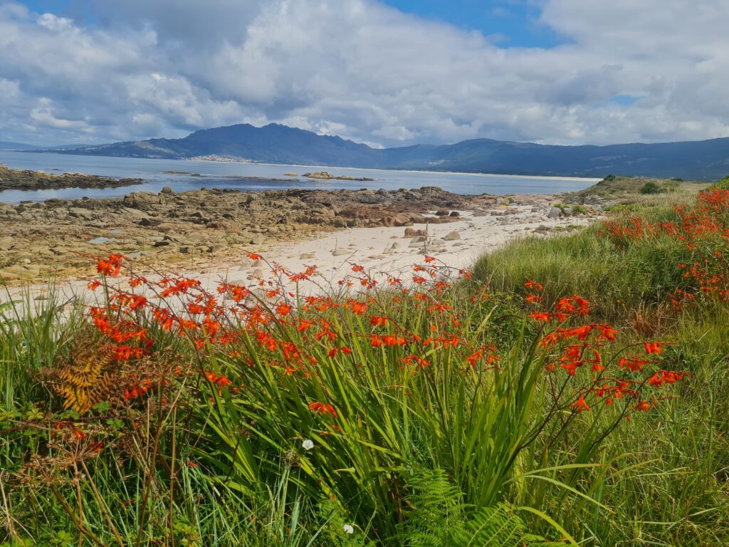 Red flowers off the coast 