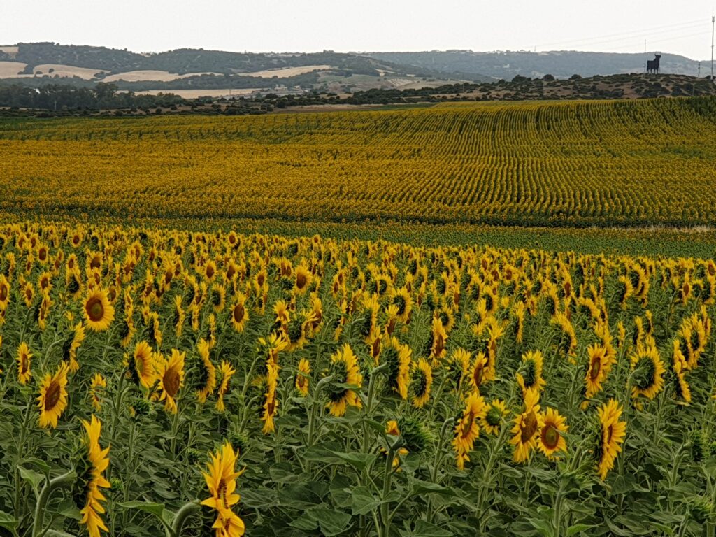 Field of sunflowers