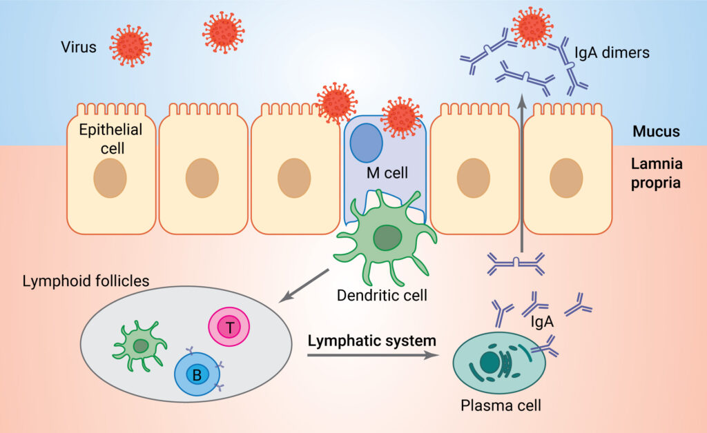 an overview of the mucosal immune response