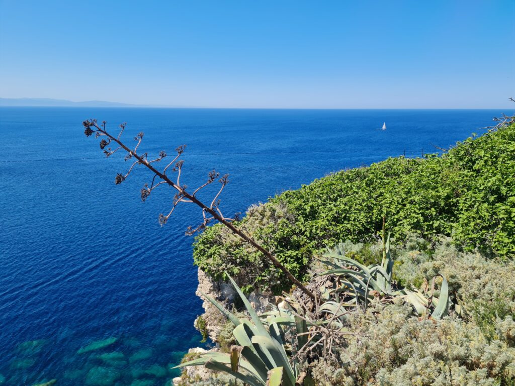 Nature Photography - A plant sticking out over a drop off to the ocean 