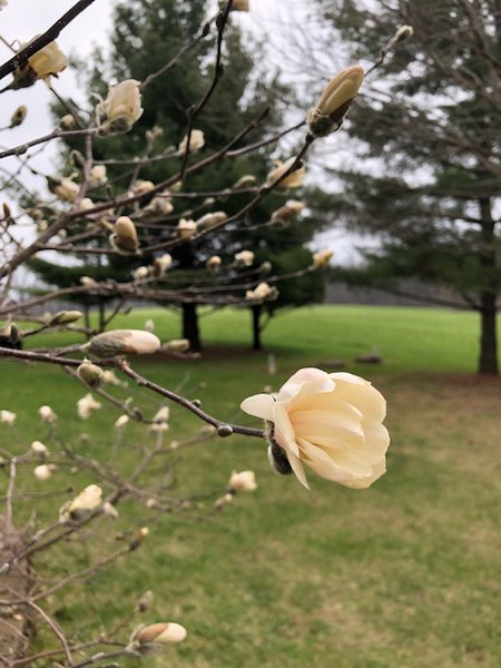 Nature Photography - Partially blooming flower bud 