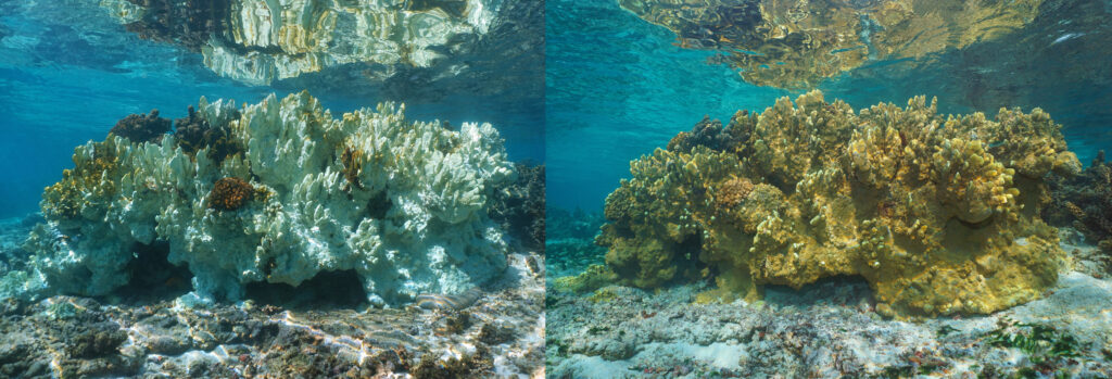 Fire coral bleaching in the Pacific ocean, healthy coral on the right part and bleached coral 6 months later on the left, French Polynesia, Oceania
