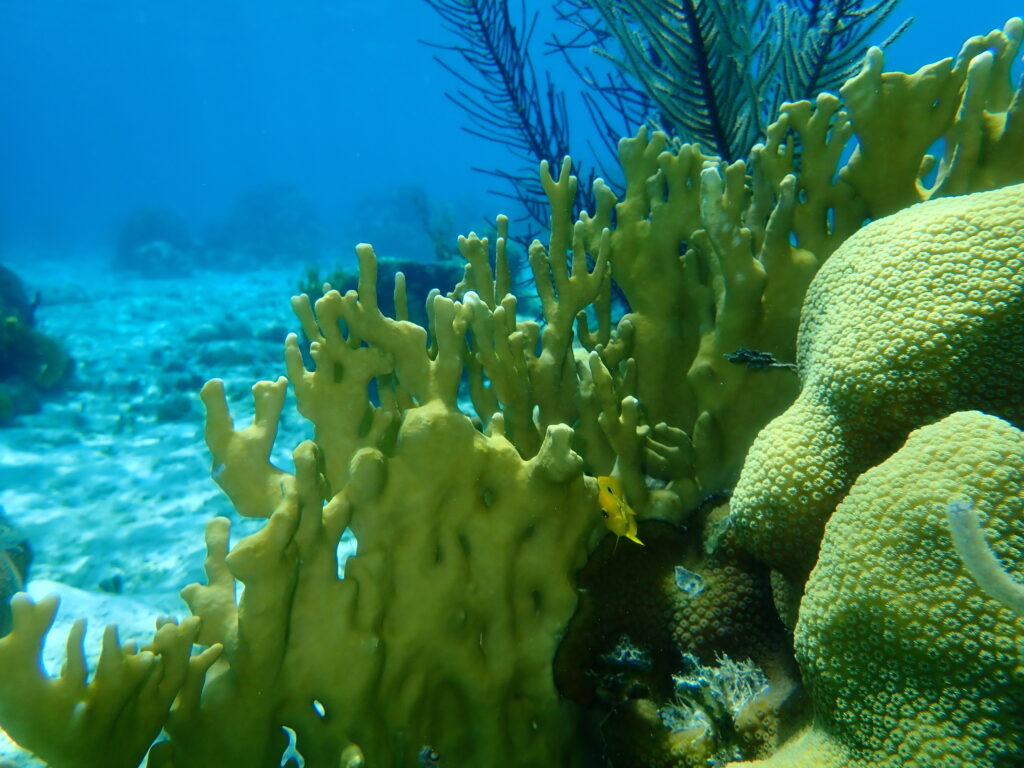 Bladed fire coral (Millepora complanata) undersea, Caribbean Sea, Cuba, Playa Cueva de los peces