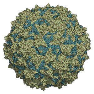 Poliovirus type 3 sabin. Virus that cause poliomyelitis (polio). Atomic-level structure