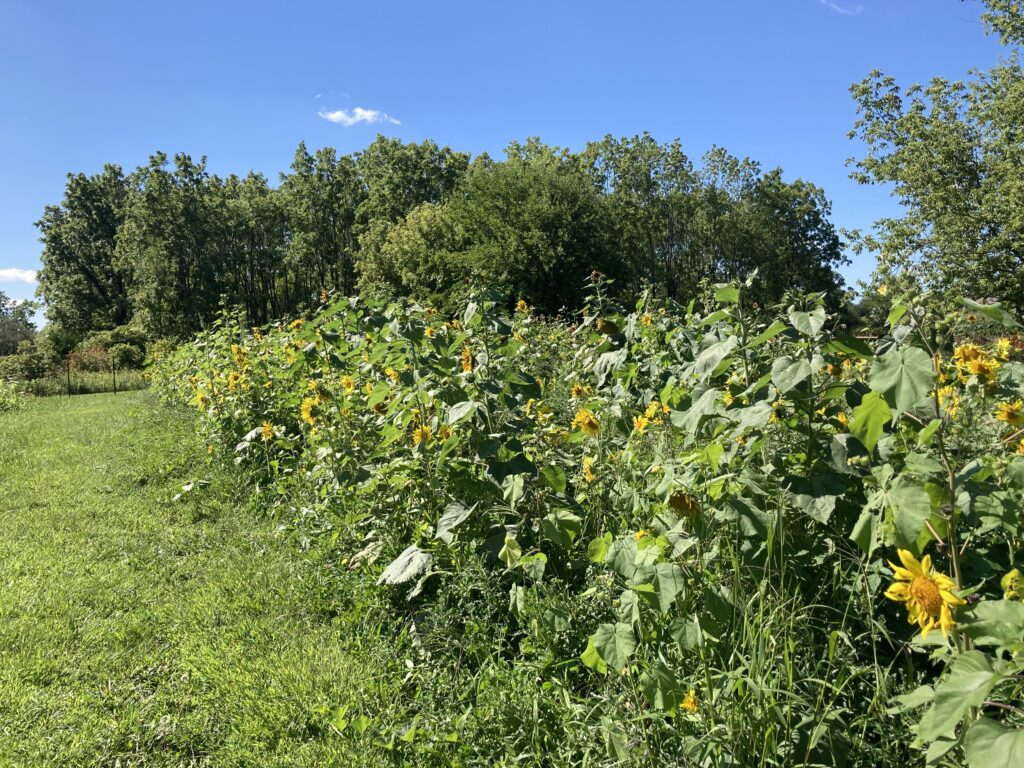 A patch of sunflowers in the Promega garden is hiding a variety of melons. 