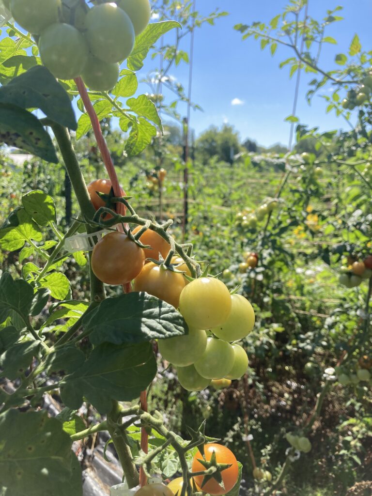 Tomatoes growing in the Promega garden