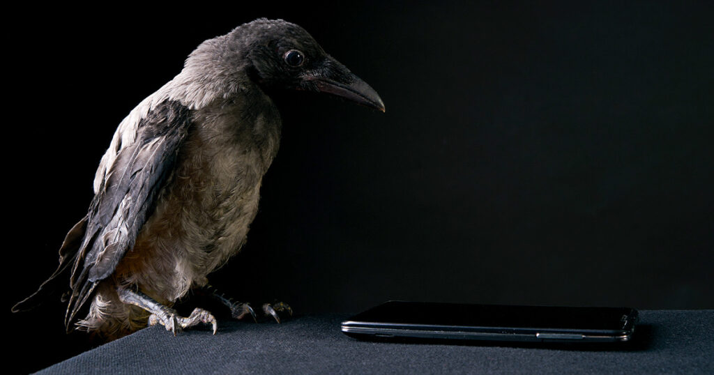 How smart are crows? A crow stares at a mobile phone