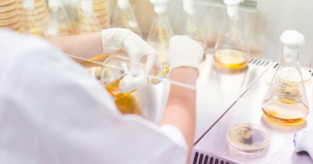 Working in a biosafety cabinet filled with flasks and culture plates containing yellow bacterial cultures, a researcher harvests a culture.