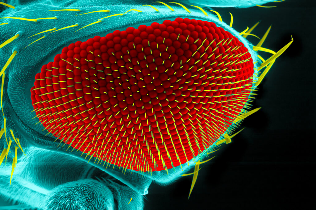 Eye of a fruit fly, Drosophila melanogaster, scanning electron microscopy. Scientists used HaloTag for cell tracking during eye development. 