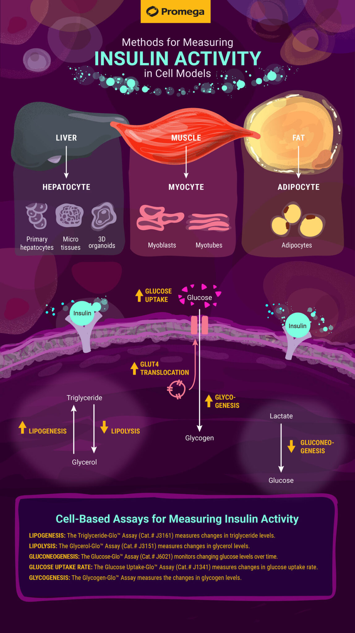 Infographic Assays for Measuring Insulin Activity Promega Connections