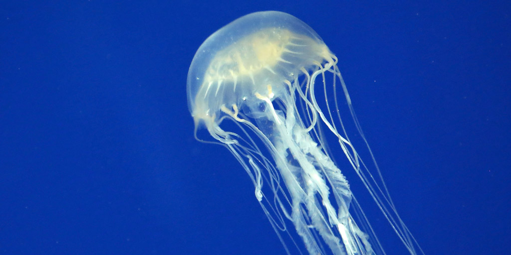 box jellyfish