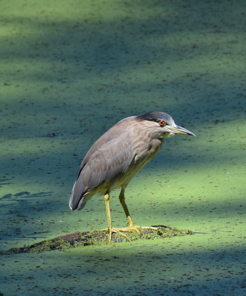 An immature night heron against the green surface of Pinto Lake. 2023 Promega iGEM Grant Winner, UCSC iGEM seeks to mitigate these harmful aglal blooms.