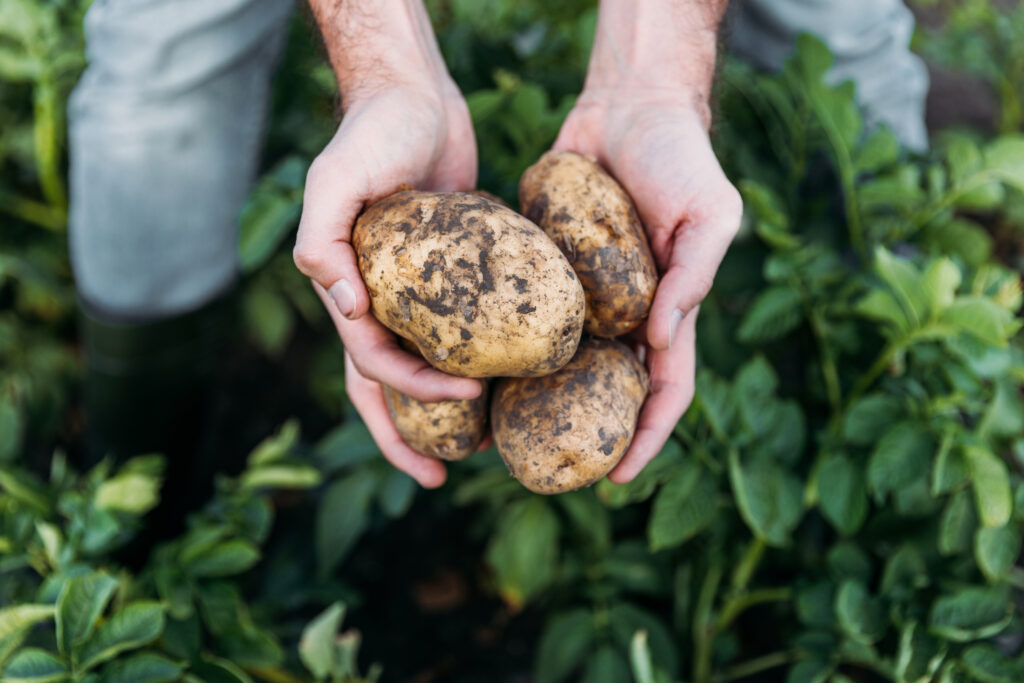 A potato farmer holds a handful of potatoes. Scientists are working to protect potato crops from disease.