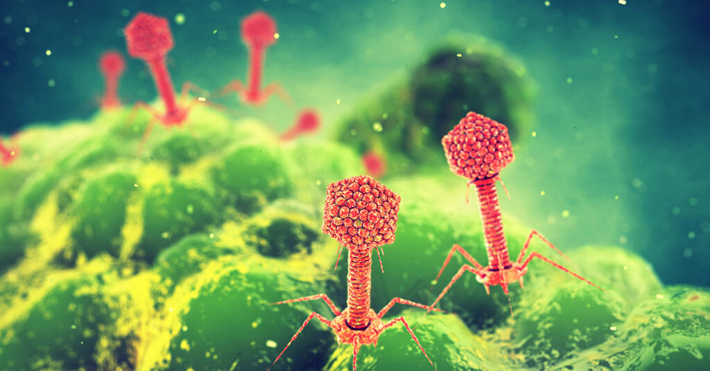 phages attacking a bacterial pathogen