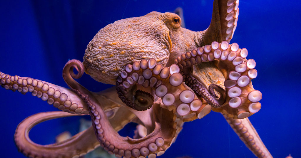 Octopuses in the ocean