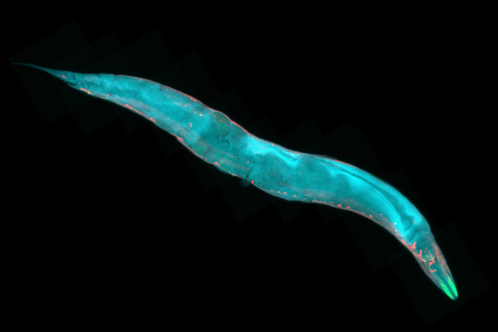 Blue roundworm on a black background