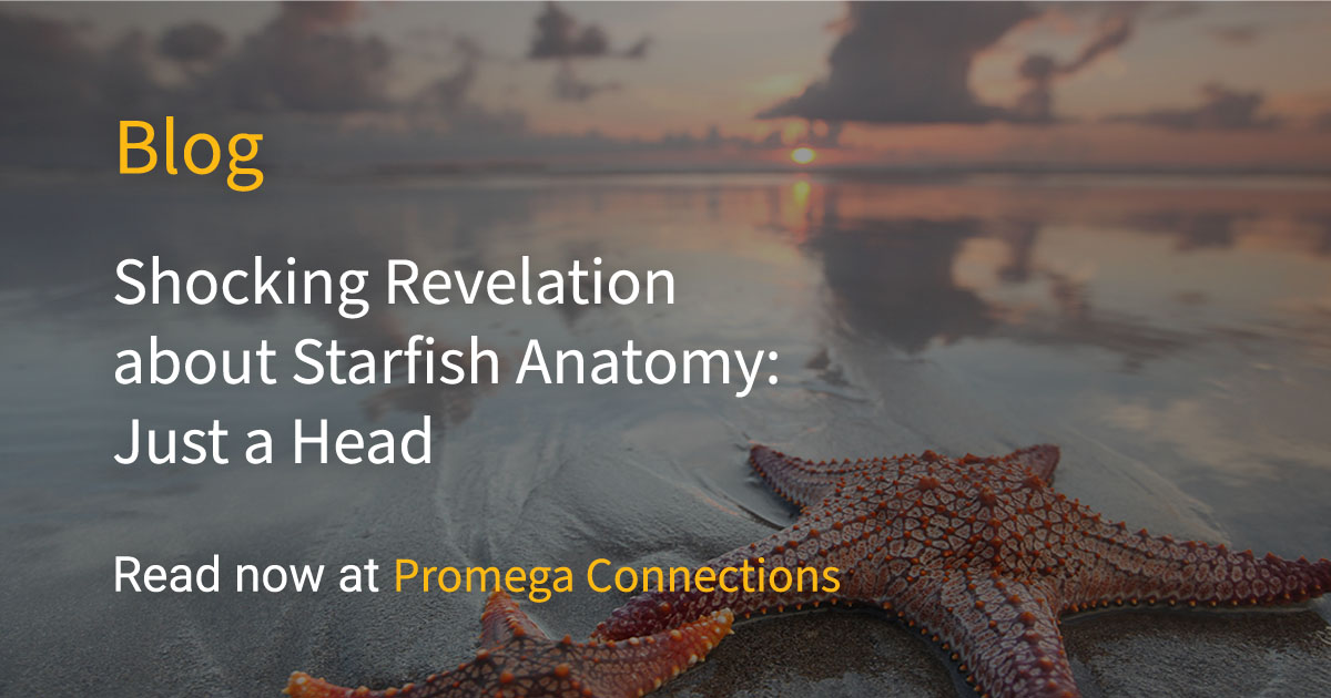 Scientists Finally Solve Mystery of Where Starfish Keep Their Heads