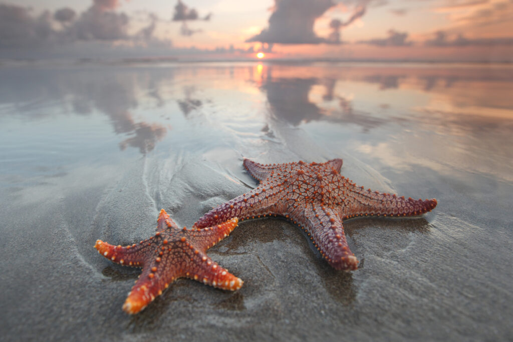 Two starfish on the beach
