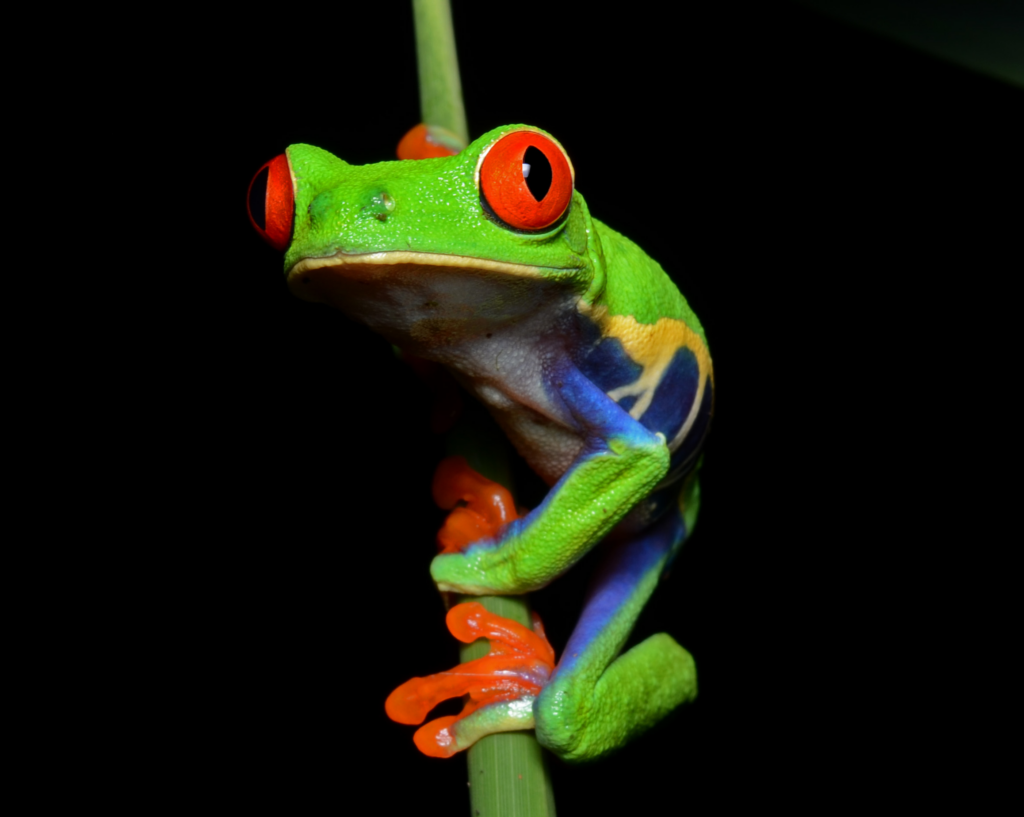 Sally uses red-eyed tree frogs to study early stress and developmental timing.