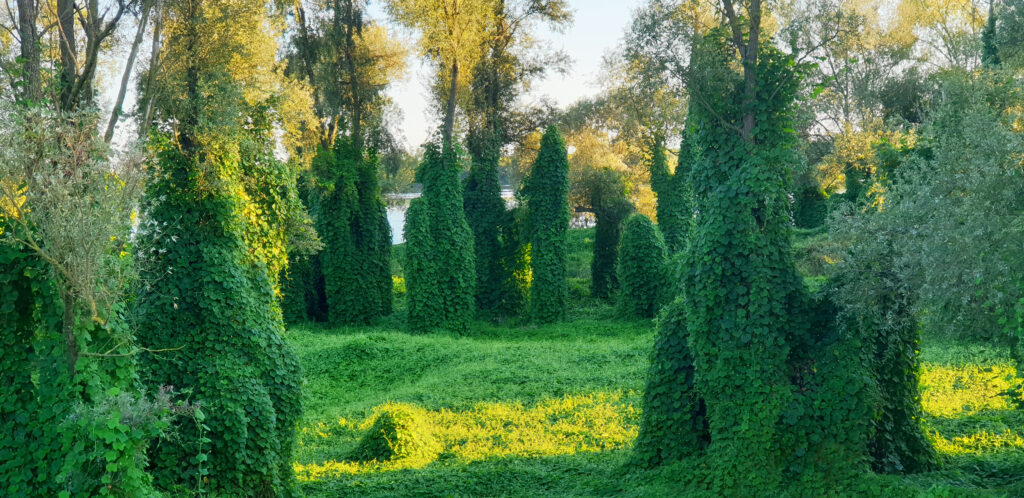 Kudzu creates an eerie sculpture scape in a forest. 